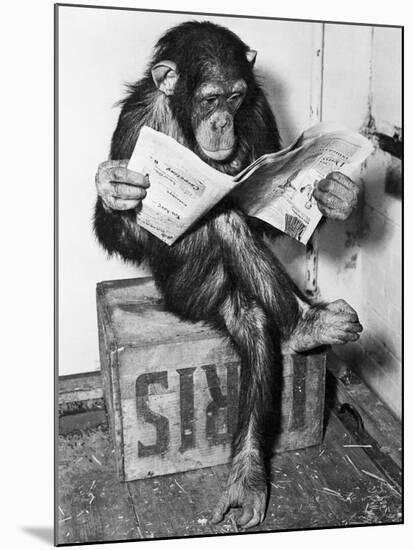 Chimpanzee Reading Newspaper-Bettmann-Mounted Premium Photographic Print