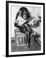 Chimpanzee Reading Newspaper-Bettmann-Framed Premium Photographic Print