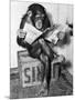 Chimpanzee Reading Newspaper-Bettmann-Mounted Premium Photographic Print