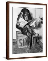 Chimpanzee Reading Newspaper-Bettmann-Framed Photographic Print