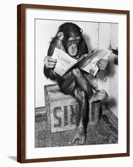 Chimpanzee Reading Newspaper-Bettmann-Framed Photographic Print