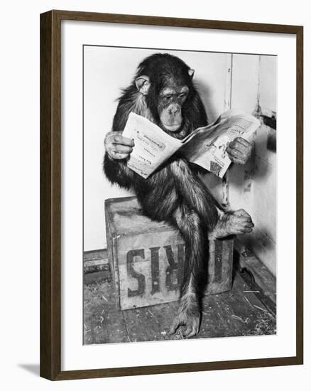 Chimpanzee Reading Newspaper-Bettmann-Framed Photographic Print