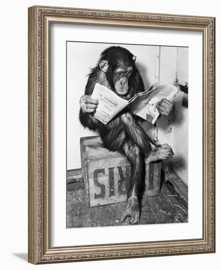 Chimpanzee Reading Newspaper-Bettmann-Framed Photographic Print