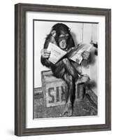 Chimpanzee Reading Newspaper-Bettmann-Framed Photographic Print