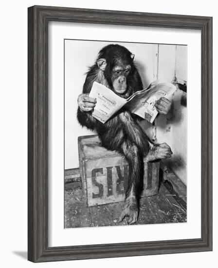 Chimpanzee Reading Newspaper-Bettmann-Framed Photographic Print