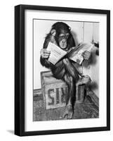 Chimpanzee Reading Newspaper-Bettmann-Framed Photographic Print