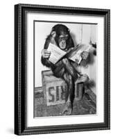 Chimpanzee Reading Newspaper-Bettmann-Framed Photographic Print