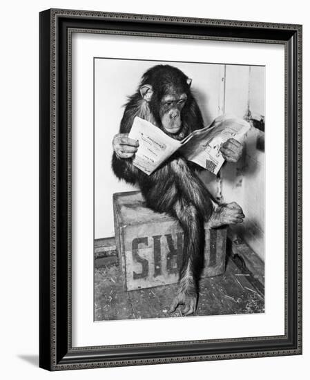 Chimpanzee Reading Newspaper-Bettmann-Framed Photographic Print