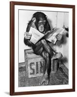 Chimpanzee Reading Newspaper-Bettmann-Framed Photographic Print