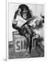 Chimpanzee Reading Newspaper-Bettmann-Framed Photographic Print