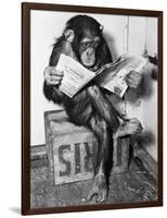 Chimpanzee Reading Newspaper-Bettmann-Framed Photographic Print