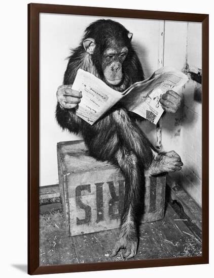 Chimpanzee Reading Newspaper-Bettmann-Framed Photographic Print