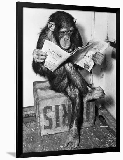 Chimpanzee Reading Newspaper-Bettmann-Framed Photographic Print