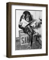 Chimpanzee Reading Newspaper-Bettmann-Framed Photographic Print