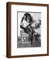 Chimpanzee Reading Newspaper-Bettmann-Framed Photographic Print