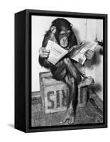 Chimpanzee Reading Newspaper-Bettmann-Framed Stretched Canvas