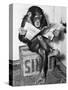 Chimpanzee Reading Newspaper-Bettmann-Stretched Canvas