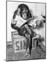 Chimpanzee Reading Newspaper-Bettmann-Mounted Photographic Print