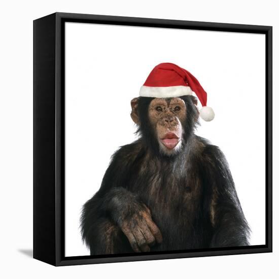 Chimpanzee Showing Lips 'Kissing' Wearing Christmas Hat-null-Framed Stretched Canvas