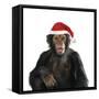 Chimpanzee Showing Lips 'Kissing' Wearing Christmas Hat-null-Framed Stretched Canvas