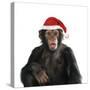 Chimpanzee Showing Lips 'Kissing' Wearing Christmas Hat-null-Stretched Canvas