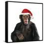 Chimpanzee Showing Lips 'Kissing' Wearing Christmas Hat-null-Framed Stretched Canvas