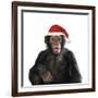 Chimpanzee Showing Lips 'Kissing' Wearing Christmas Hat-null-Framed Photographic Print