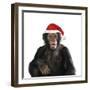 Chimpanzee Showing Lips 'Kissing' Wearing Christmas Hat-null-Framed Photographic Print