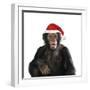 Chimpanzee Showing Lips 'Kissing' Wearing Christmas Hat-null-Framed Photographic Print