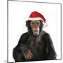 Chimpanzee Showing Lips 'Kissing' Wearing Christmas Hat-null-Mounted Photographic Print