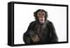 Chimpanzee Showing Lips 'Kissing'-null-Framed Stretched Canvas