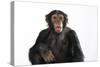 Chimpanzee Showing Lips 'Kissing'-null-Stretched Canvas