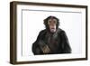 Chimpanzee Showing Lips 'Kissing'-null-Framed Photographic Print