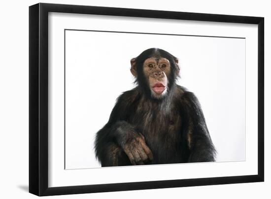 Chimpanzee Showing Lips 'Kissing'-null-Framed Photographic Print