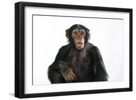 Chimpanzee Showing Lips 'Kissing'-null-Framed Photographic Print