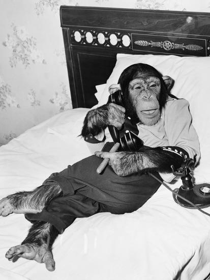 Chimpanzee Sitting in Bed on the Telephone and Smoking a Cigar Photo