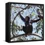 Chimpanzee Sitting in the Forest Canopy, Mahale Mountains, Eastern Shores of Lake Tanganyika-Nigel Pavitt-Framed Stretched Canvas