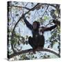 Chimpanzee Sitting in the Forest Canopy, Mahale Mountains, Eastern Shores of Lake Tanganyika-Nigel Pavitt-Stretched Canvas