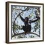 Chimpanzee Sitting in the Forest Canopy, Mahale Mountains, Eastern Shores of Lake Tanganyika-Nigel Pavitt-Framed Photographic Print