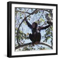Chimpanzee Sitting in the Forest Canopy, Mahale Mountains, Eastern Shores of Lake Tanganyika-Nigel Pavitt-Framed Photographic Print