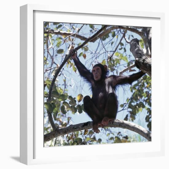 Chimpanzee Sitting in the Forest Canopy, Mahale Mountains, Eastern Shores of Lake Tanganyika-Nigel Pavitt-Framed Photographic Print