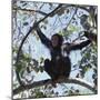Chimpanzee Sitting in the Forest Canopy, Mahale Mountains, Eastern Shores of Lake Tanganyika-Nigel Pavitt-Mounted Photographic Print