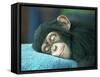 Chimpanzee Sleeping-apple2499-Framed Stretched Canvas