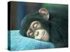 Chimpanzee Sleeping-apple2499-Stretched Canvas