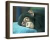 Chimpanzee Sleeping-apple2499-Framed Photographic Print