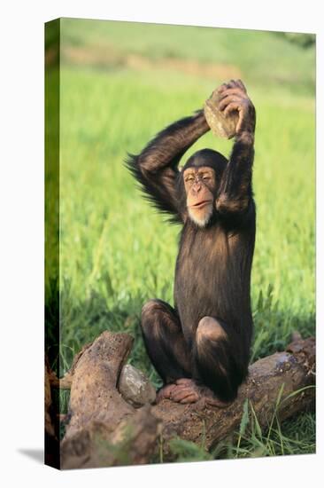 Chimpanzee Smashing Rocks-DLILLC-Stretched Canvas