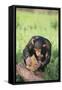 Chimpanzee Smashing Rocks-DLILLC-Framed Stretched Canvas