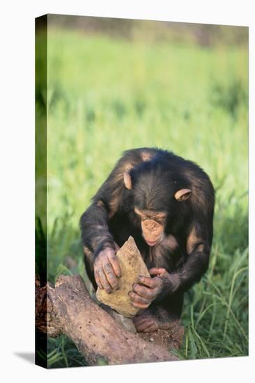 Chimpanzee Smashing Rocks-DLILLC-Stretched Canvas