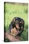 Chimpanzee Smashing Rocks-DLILLC-Stretched Canvas