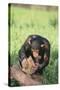 Chimpanzee Smashing Rocks-DLILLC-Stretched Canvas